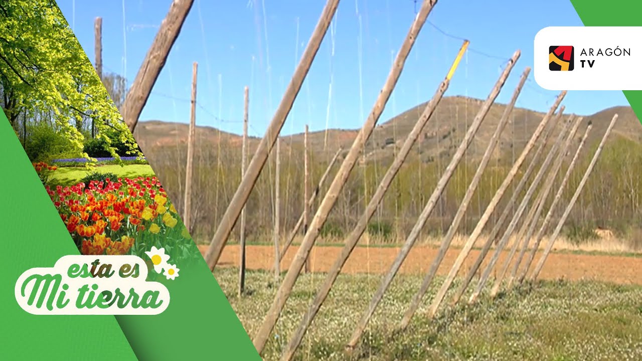 Cultivo de lúpulo en el Campo de Daroca