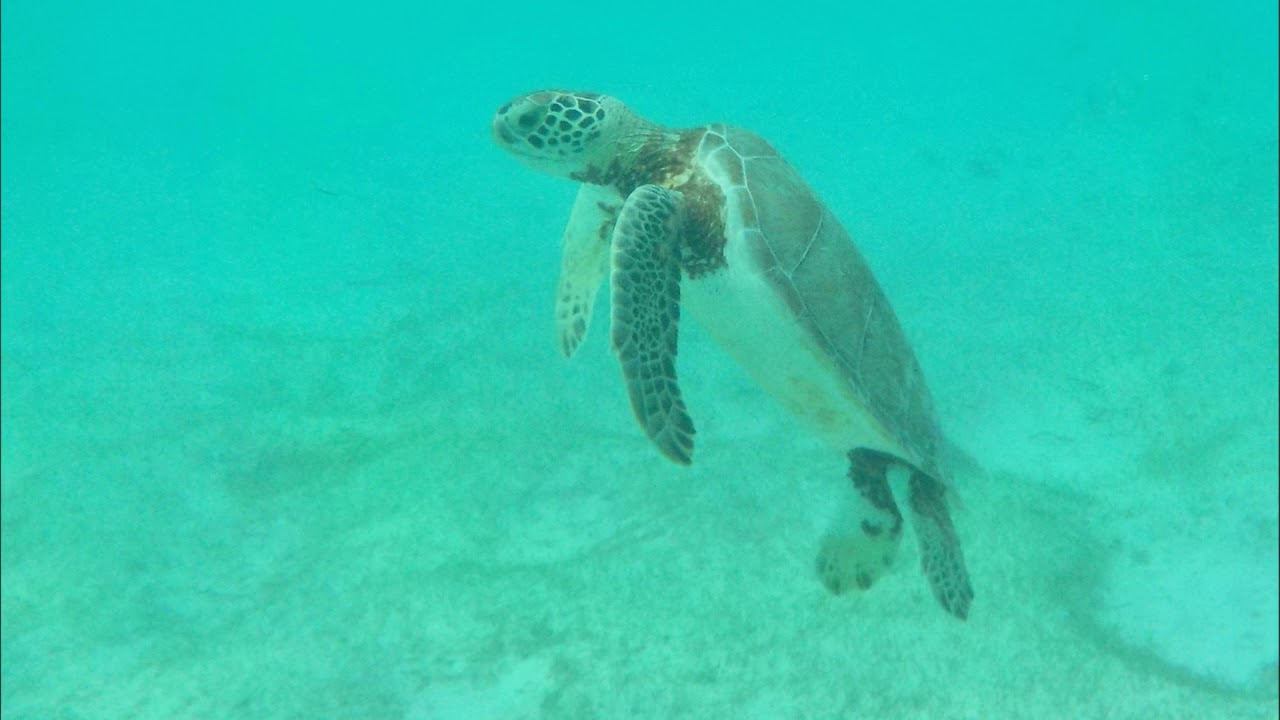 Akumal Bay Beach & Wellness Resort im Januar 2019