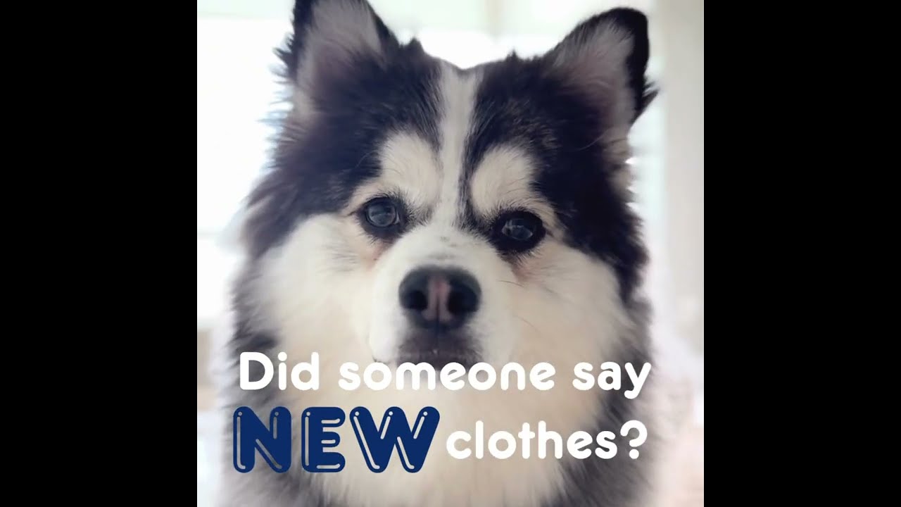 Did you like that Head Tilt? | The Pet Closet Co.