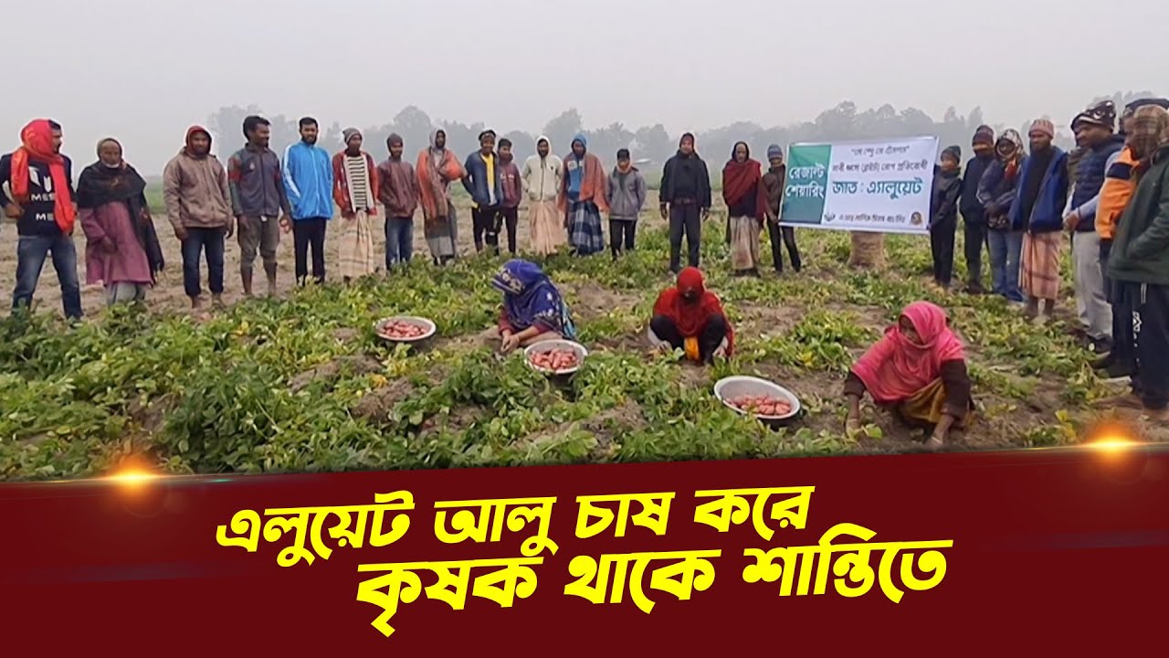 এলুয়েট আলু চাষে, কৃষক থাকে শান্তিতে