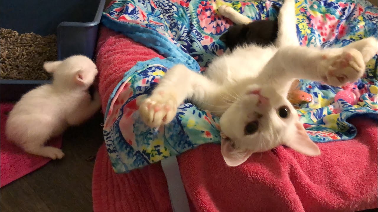 Behave Children! Mama Cat and Kittens