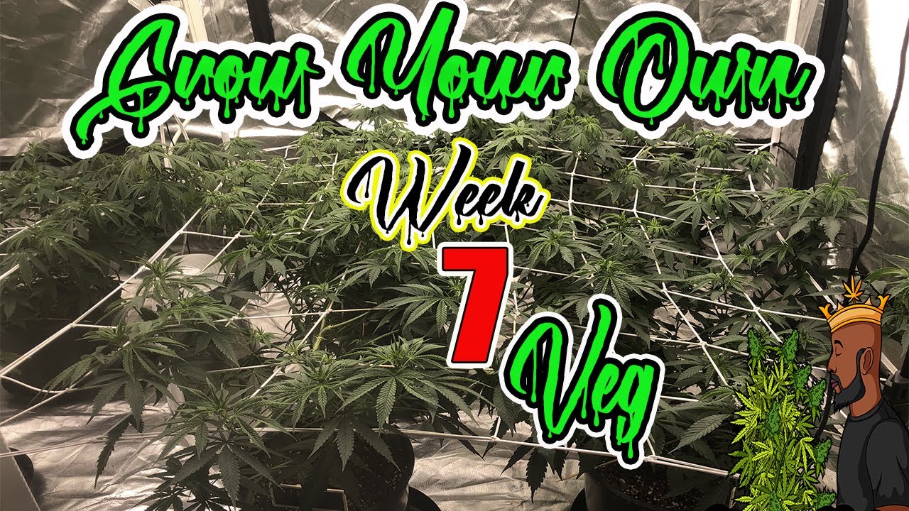 Grow Your Own Indoors (cannabis) week 7 of Veg #howtogrowcannabis #indoors #Newgrower