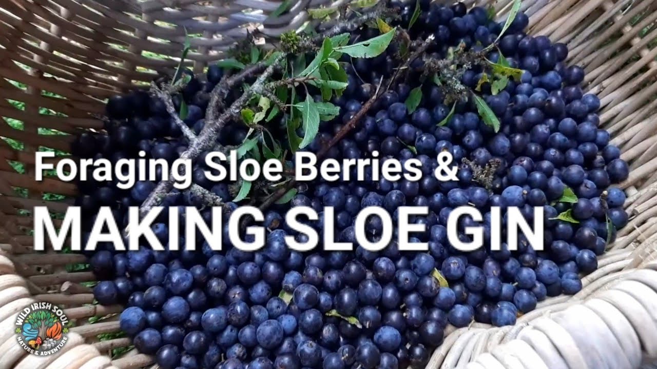 MAKING SLOE GIN - Co. Wicklow Ireland