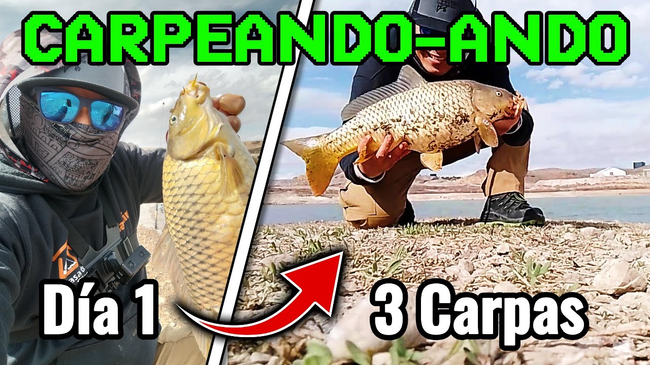 Buenas CARPAS en la presa El REJÓN....!!!!