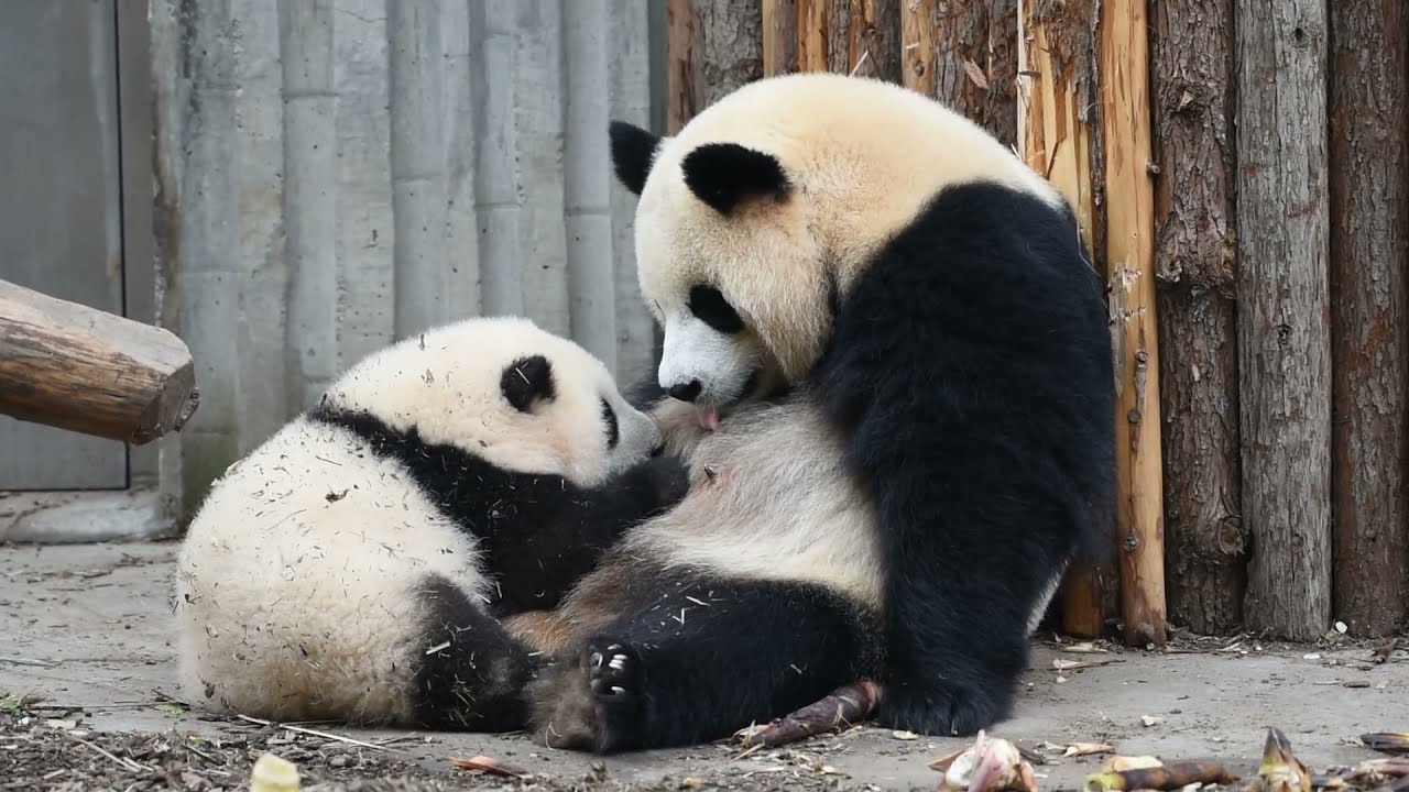 04/12🌸干妈园润给花花喂奶, 花花喝了差不多半个小时 God mother YuanRun breastfeeds HeHua for half hour #PandaHeHua【大熊猫和花】