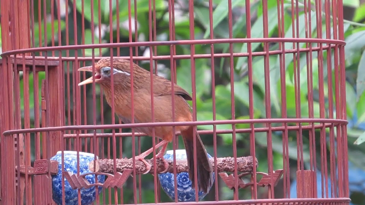 luyện chim họa mi nhà hót nhiều giọng hay , luyện chim hót đấu giàn