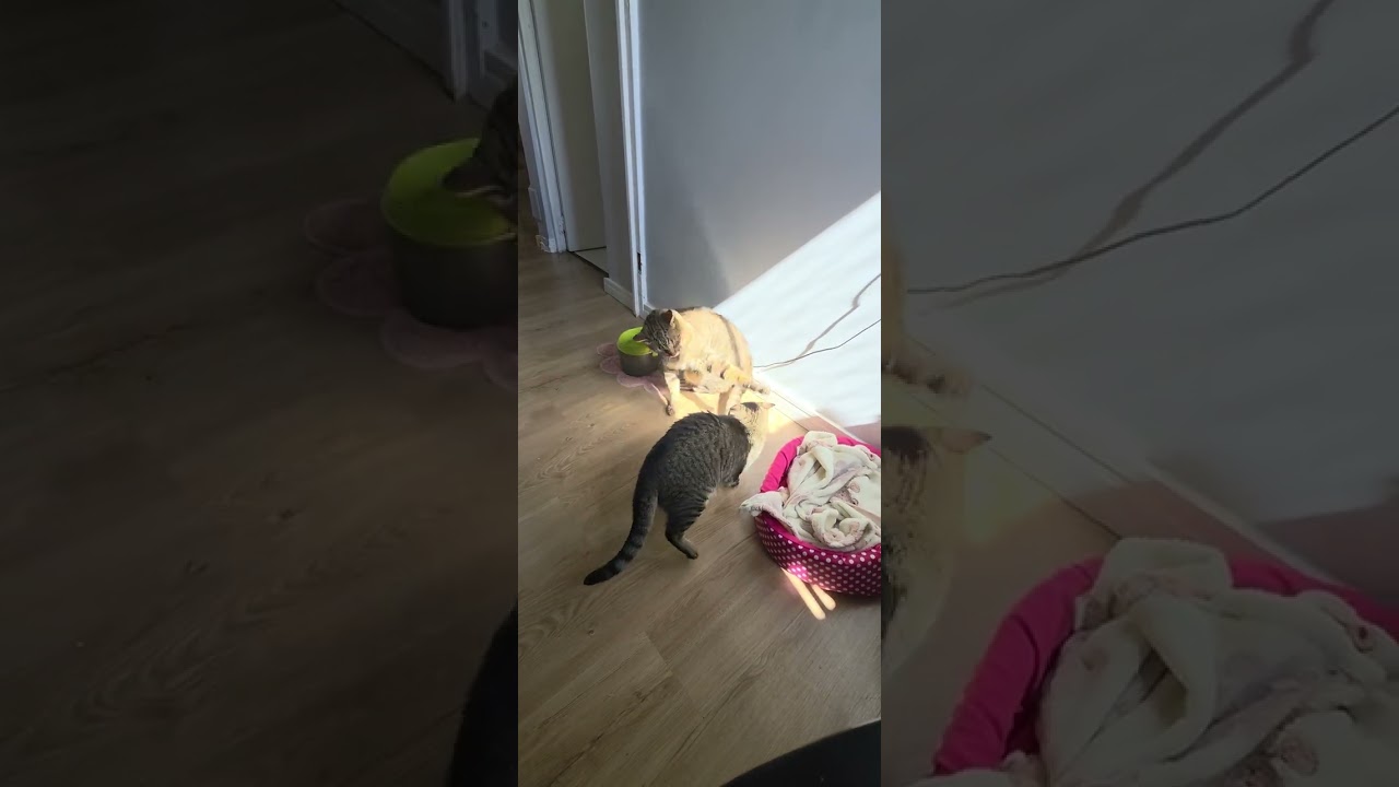Fight Cats | frajuta 😆 | #cats #gatosbrigando #gato #gatas #brincadeiras 