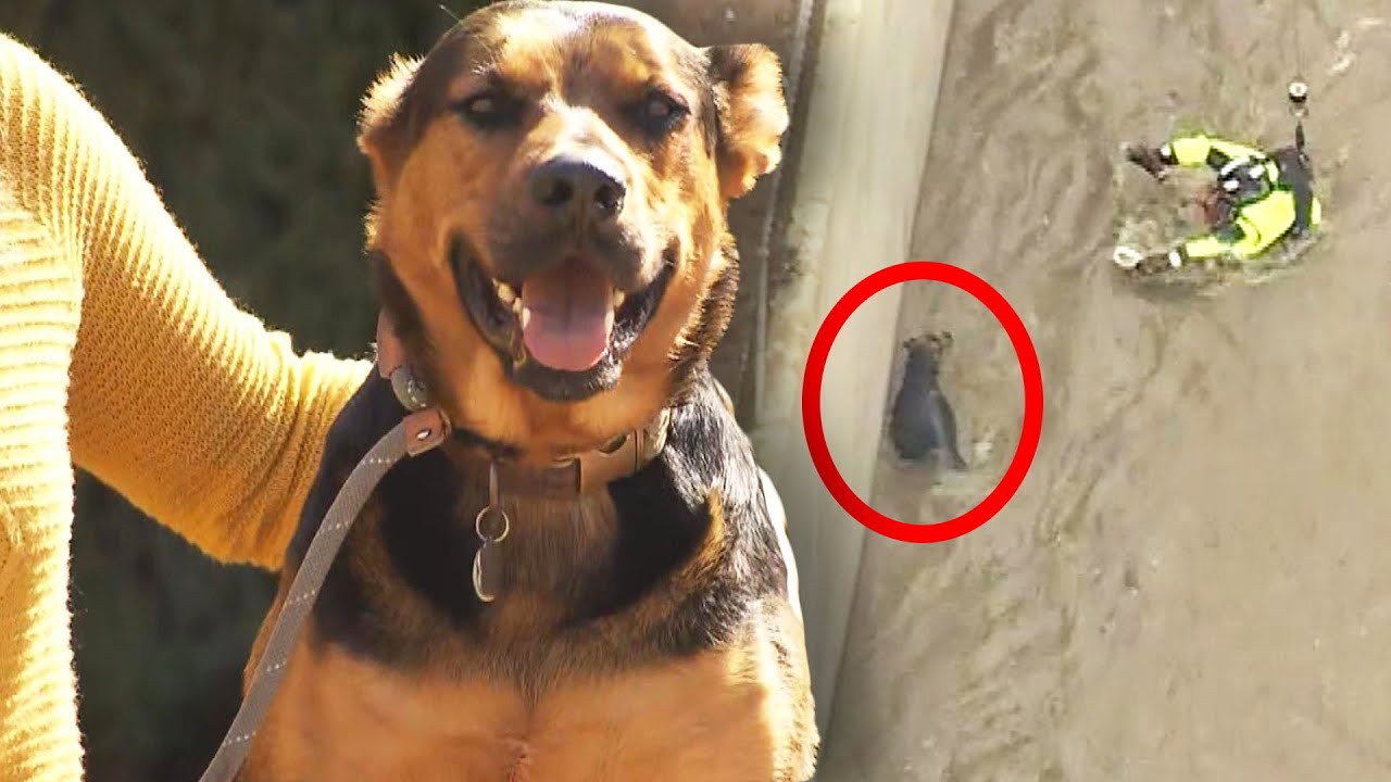 This Dog’s Dramatic Rescue Captured the Nation’s Attention