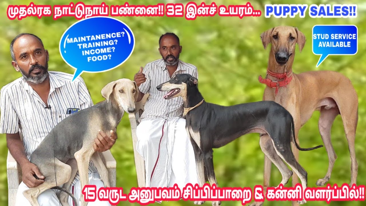 32- இன்ச் உயர்த்தில் முதல்ரக கன்னி, சிப்பிப்பாறை நாட்டுநாய் வளர்ப்பு - 15 வருட அனுபவம் | Puppy Sales