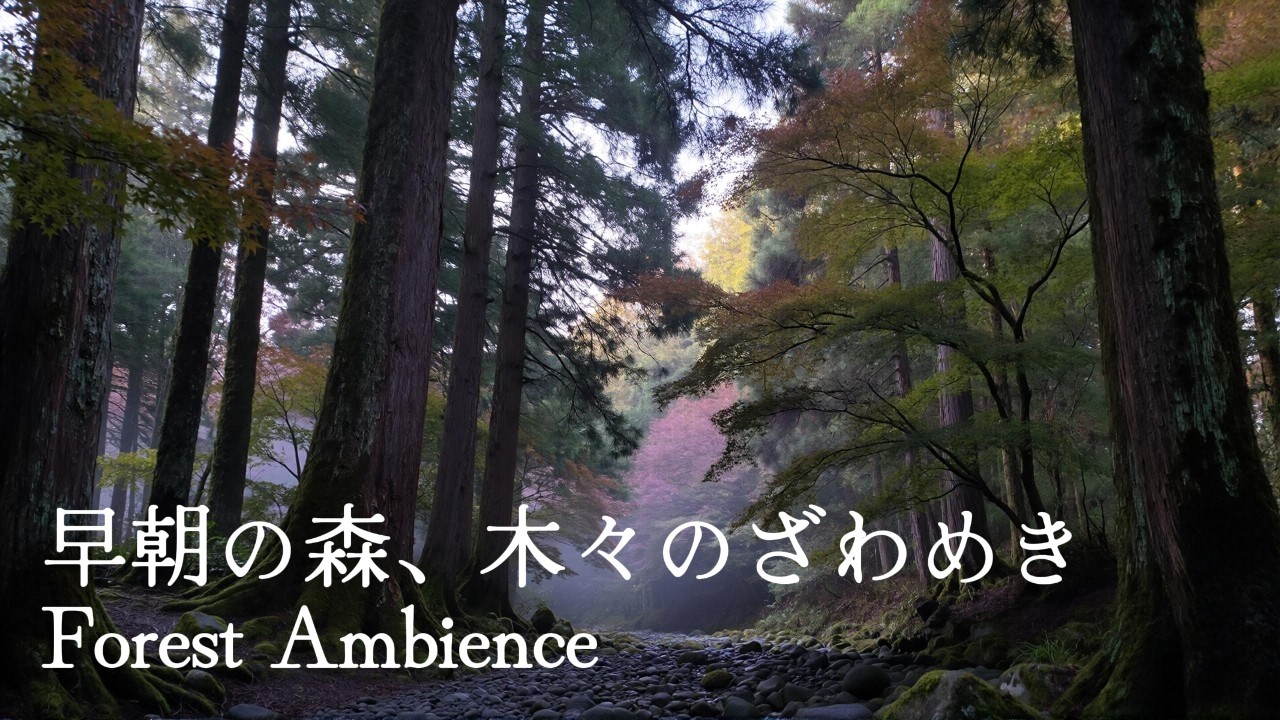 【睡眠/作業用】早朝の森、木々のざわめき | Forest Ambience