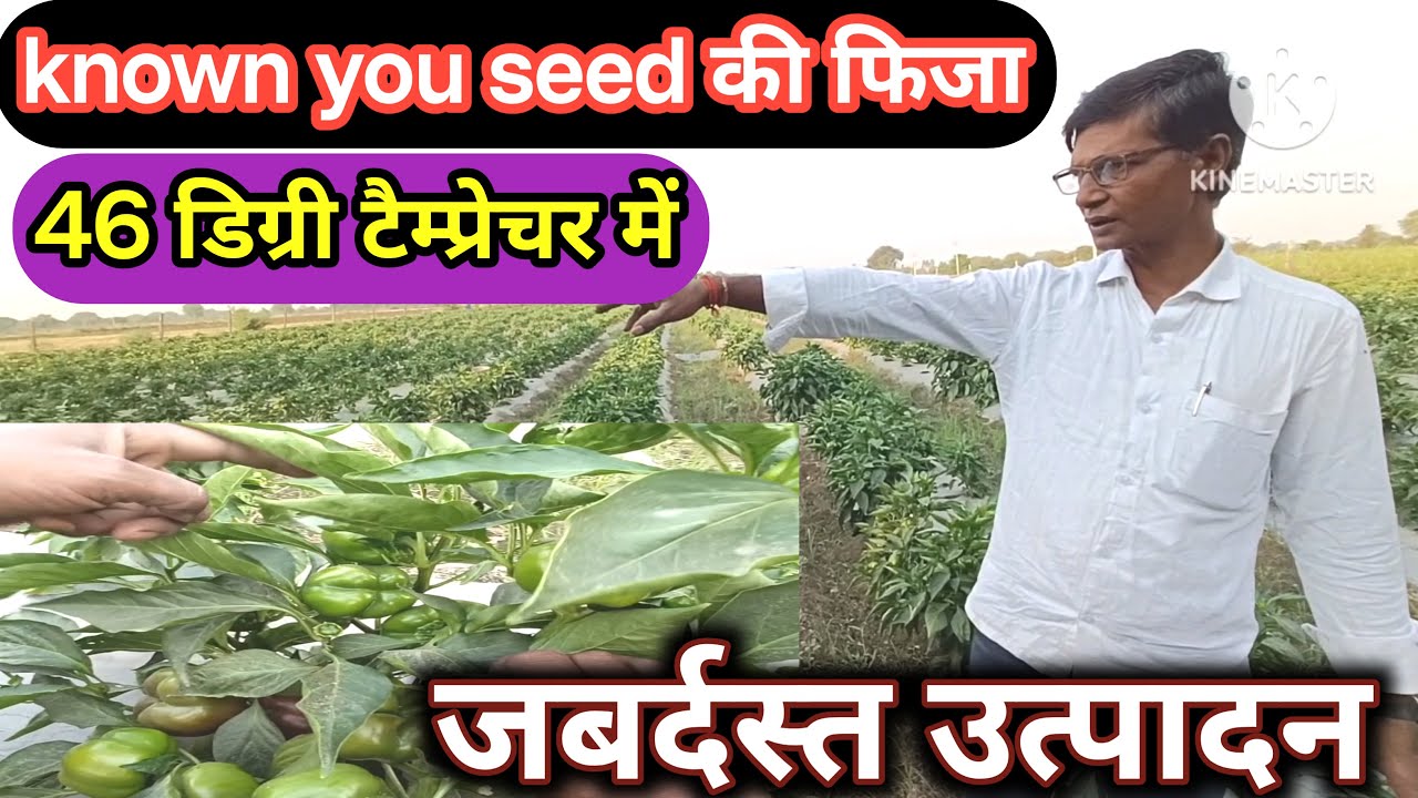 खुले आसमान में 46 डिग्री टैम्प्रेचर में जबरदस्त उत्पादन kmal ki taknik no 1 bairayti ...