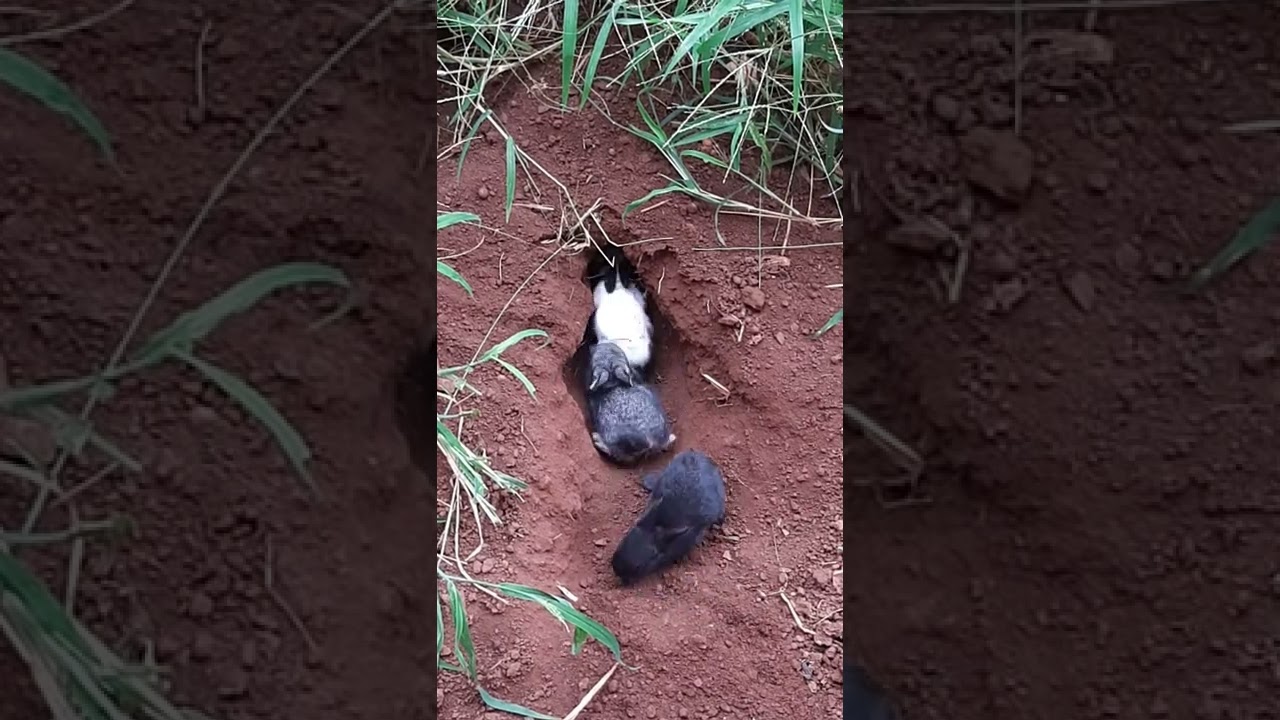 mamãe coelha dando de mamar pros coelhinhos  na toca