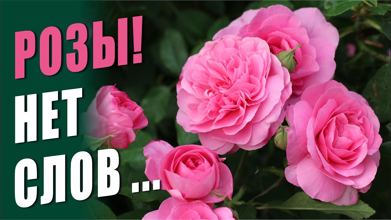 РОЗЫ, КОТОРЫЕ ГОВОРЯТ САМИ ЗА СЕБЯ. ПРОВЕРЕННЫЕ СОРТА РОЗ. ПЕСНИ О РОЗАХ В САДУ. ОБЗОР РОЗ