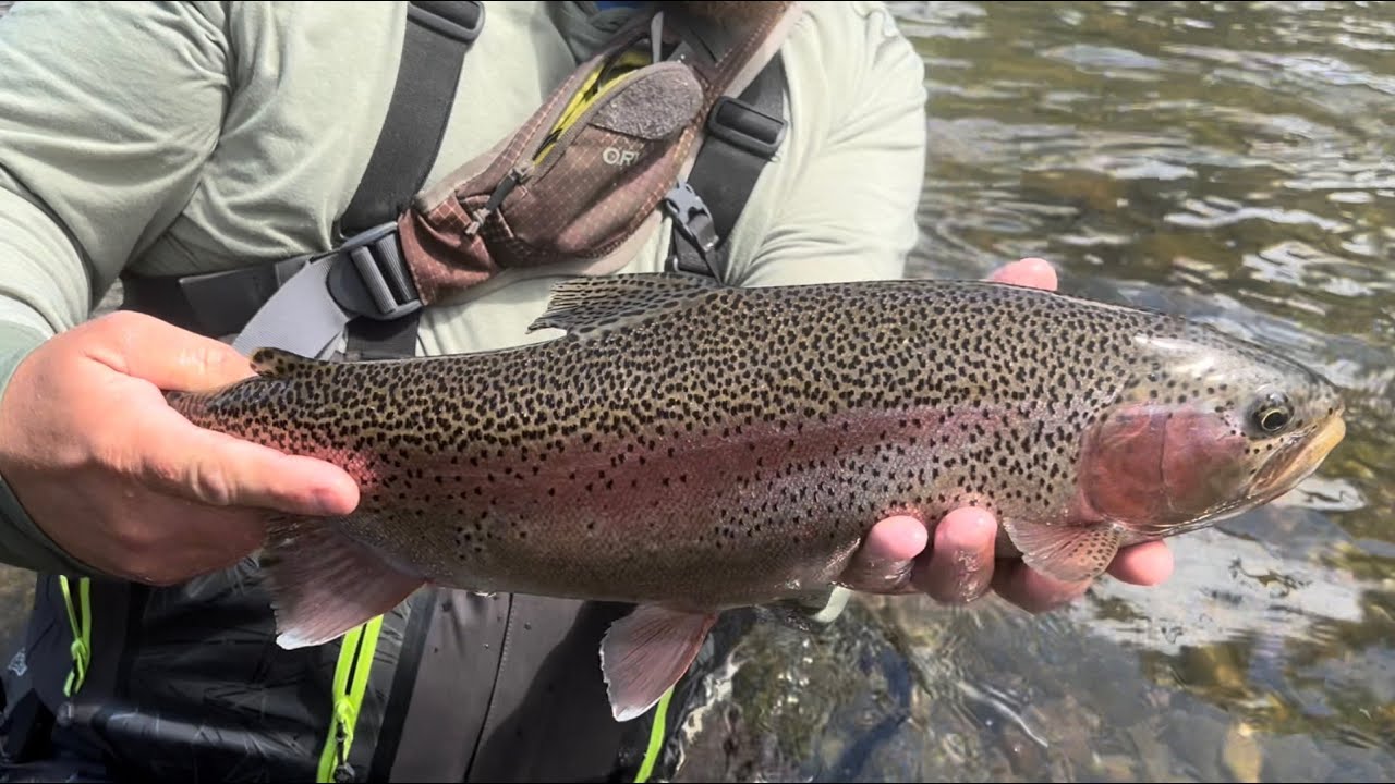 BIG Rainbows and Double Wild Browns