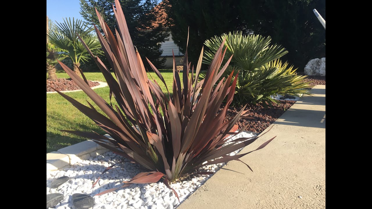 phormium tenax dark advocado