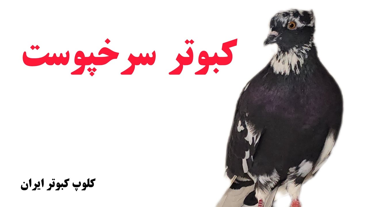 ❤️سعید ونکی : من کله برنجی دوست ندارم سلیقه من کبوتر تیکه پاره ست iranian high flyers pigeon 