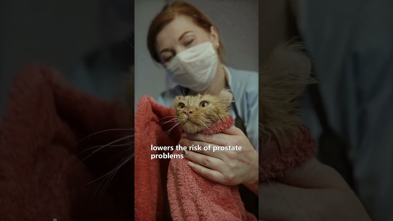 Does Your Cat Really Need to Be Spayed or Neutered? 