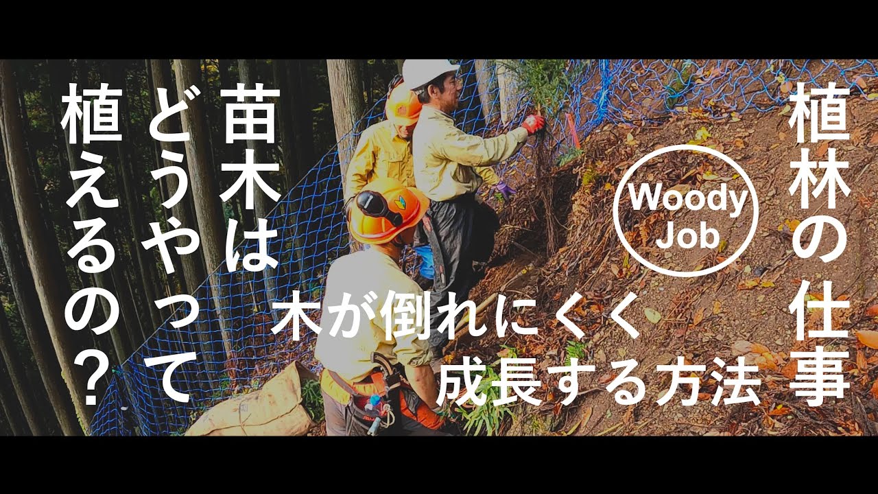 【植林の仕事】苗木はどうやって植えるの!?木が倒れにくく成長する方法とは