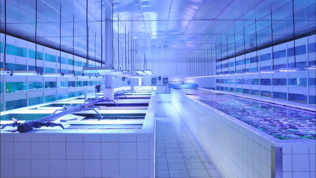 CLEANEST Saltwater Aquarium Wholesale Fish Market Tour