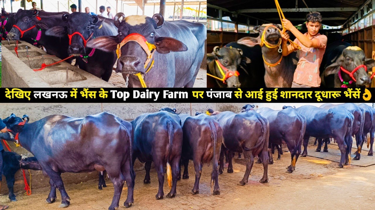 देखिए लखनऊ में भैंस के Top Dairy Farm पर बिक्री के लिए उपलब्ध पर पंजाब की शानदार दूधारू भैंसें👌
