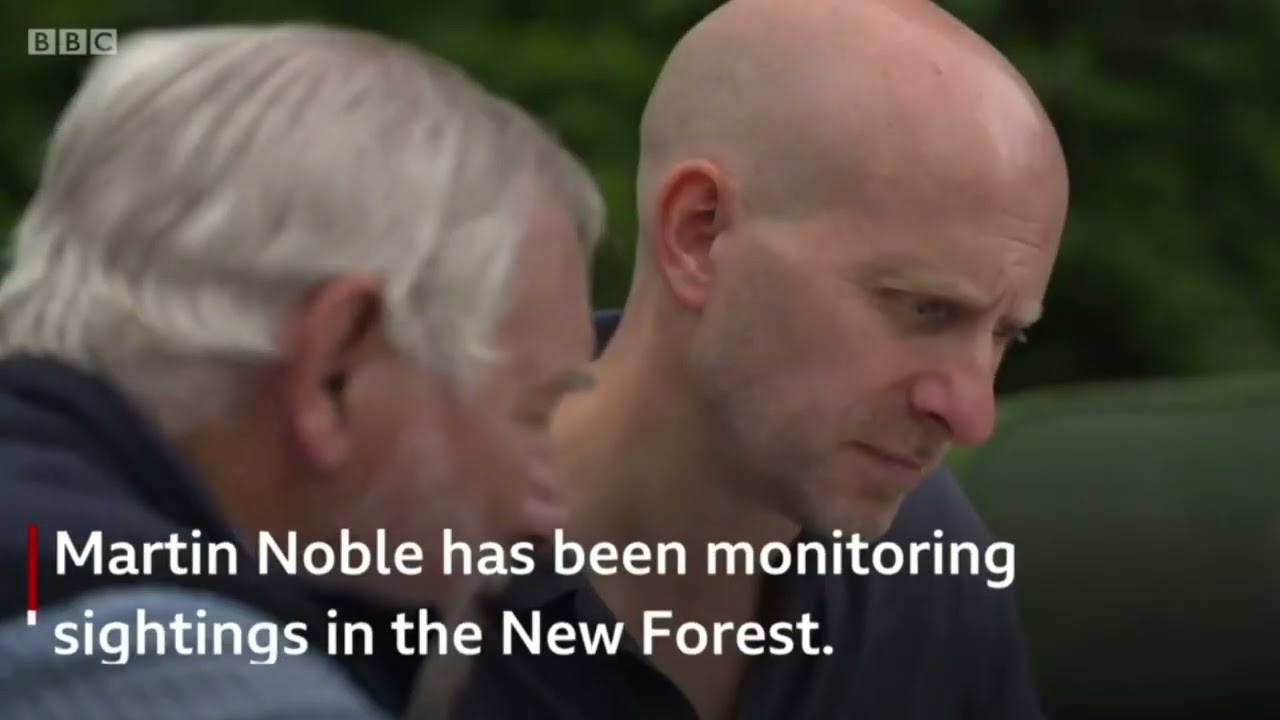 Pine Marten Now in the New Forest (2018)