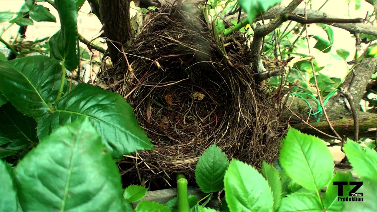 Fortpflanzung der Amsel Teil1
