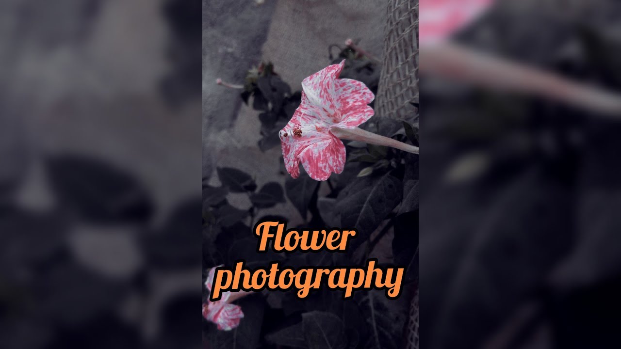 Awesome Flower🌺🌻🌹🌷 photography. 