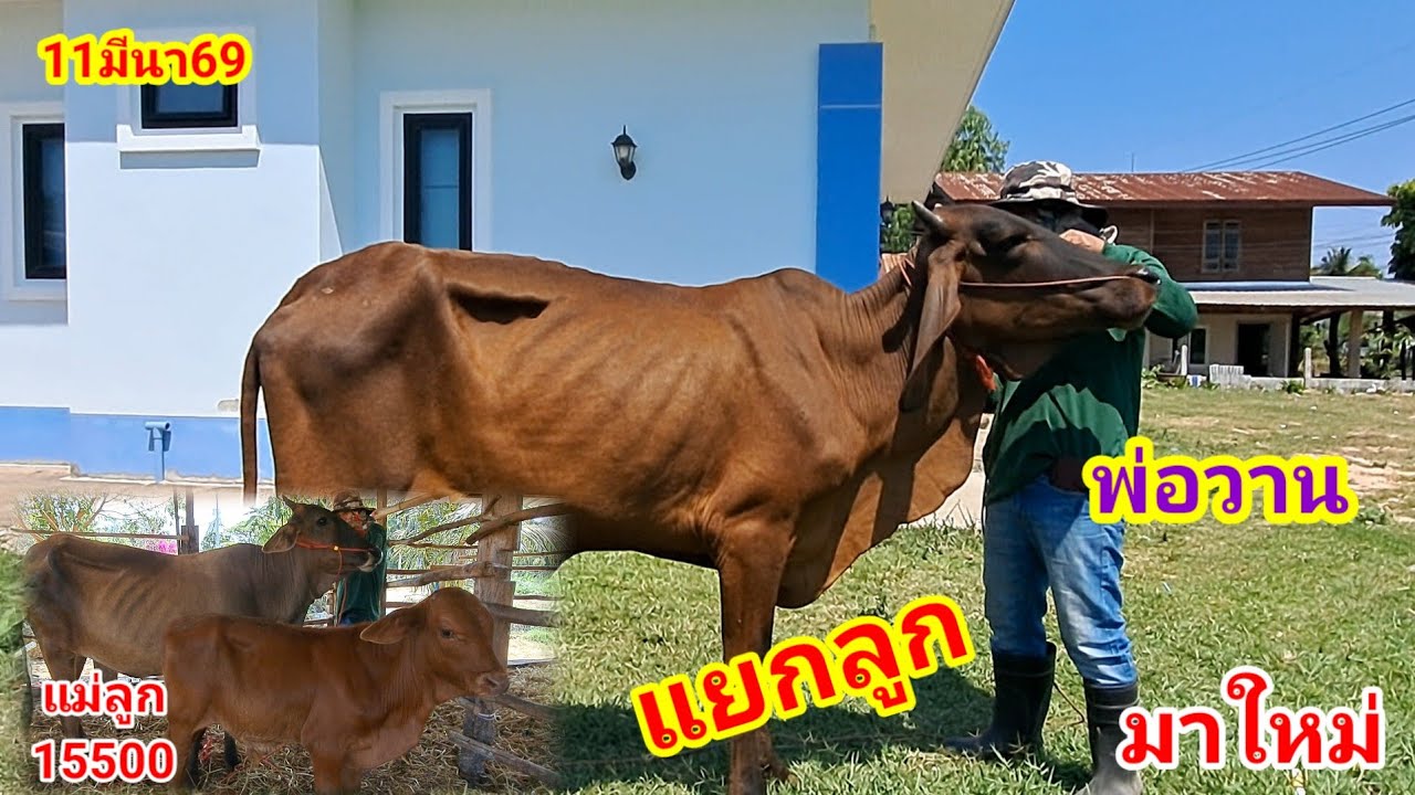 พ่อวาน 064-198-9226 บ.หนองแสง อ.ปทุมราชวงศา จ.อำนาจเจริญ/11มีนา69