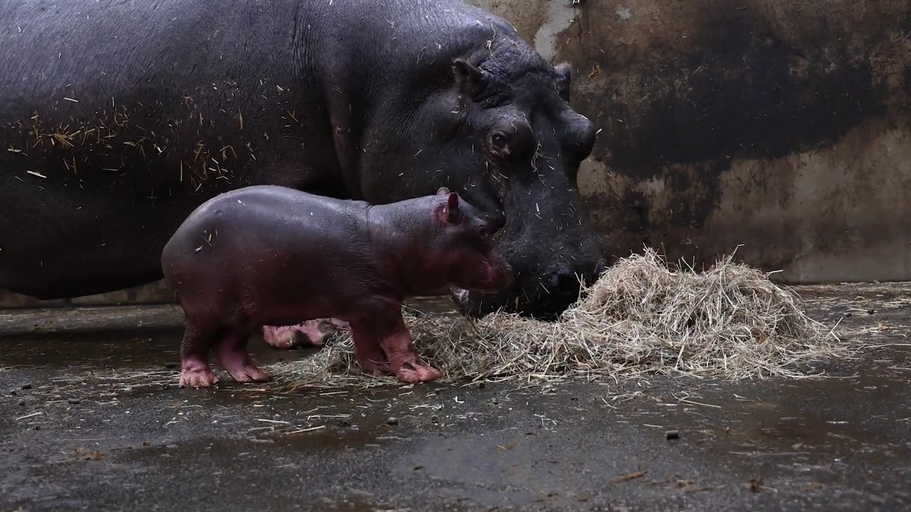 Nijlpaard geboren in WILDLANDS Emmen