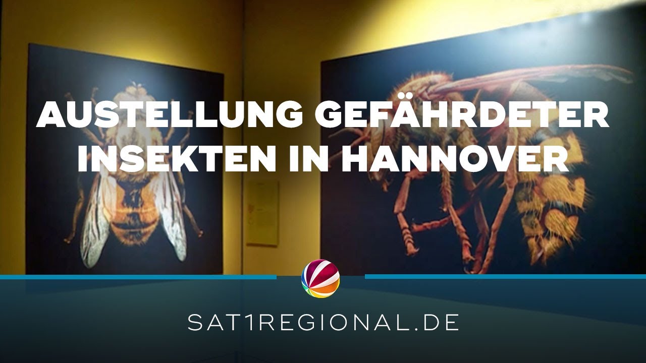 Insekten in Gefahr: Ausstellung von britischem Fotografen in Hannover