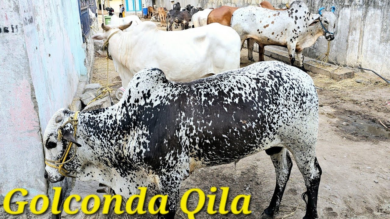 Bade janwar in Golconda qila Moti Mahal | deoni big bull's available in Patti in Hyderabad Golconda
