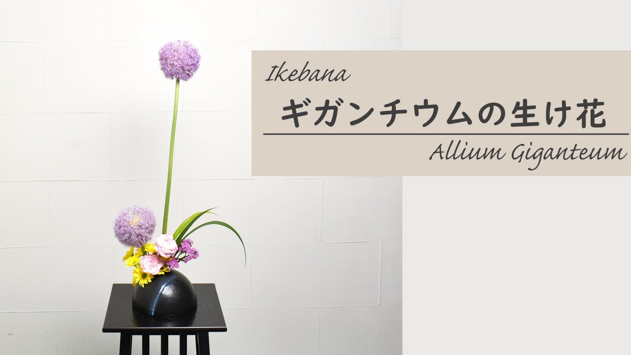 【ギガンチウムの生け花】初心者でもコツが分かればとっても簡単！生け方の基本からアレンジまでサクッと紹介。ikebana style class Japanese flower arrangement
