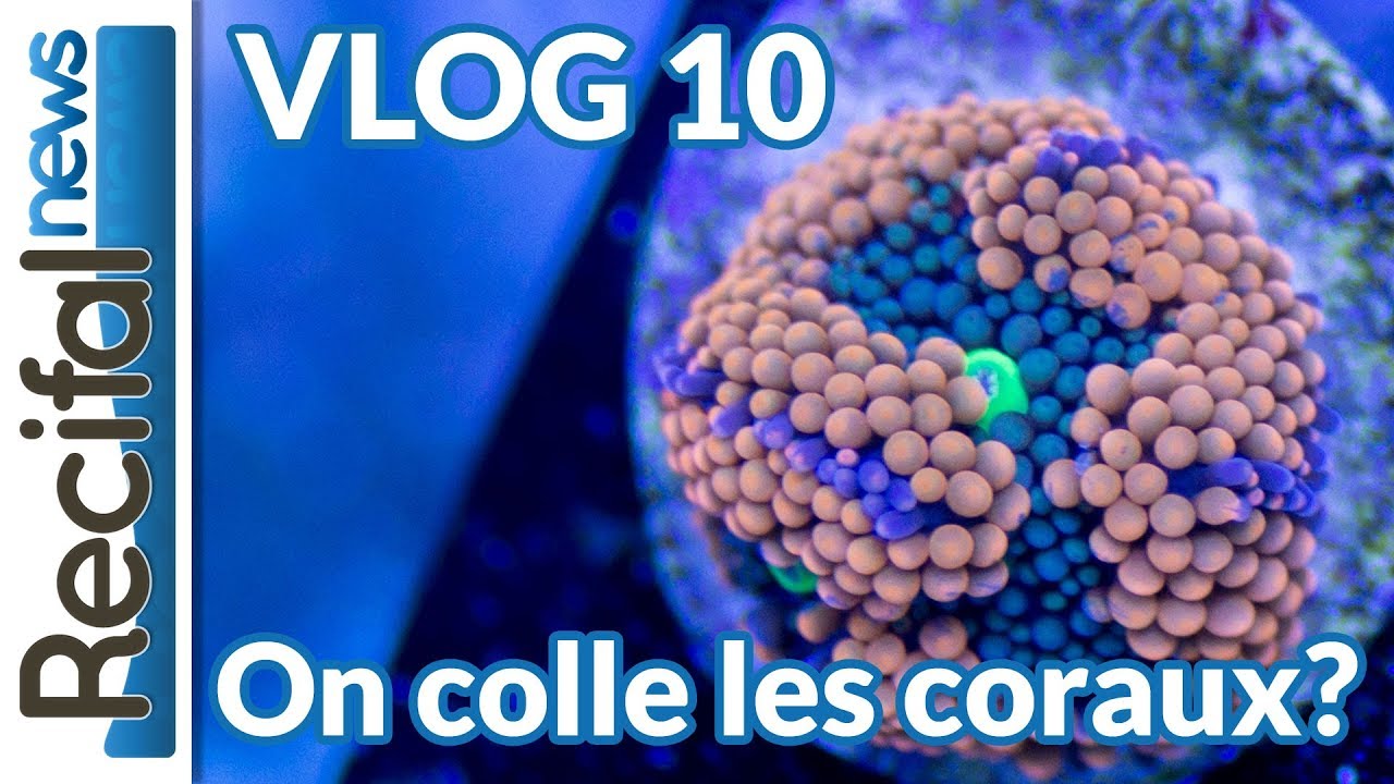 [VLOG#10] Vince Z : on colle les coraux ?