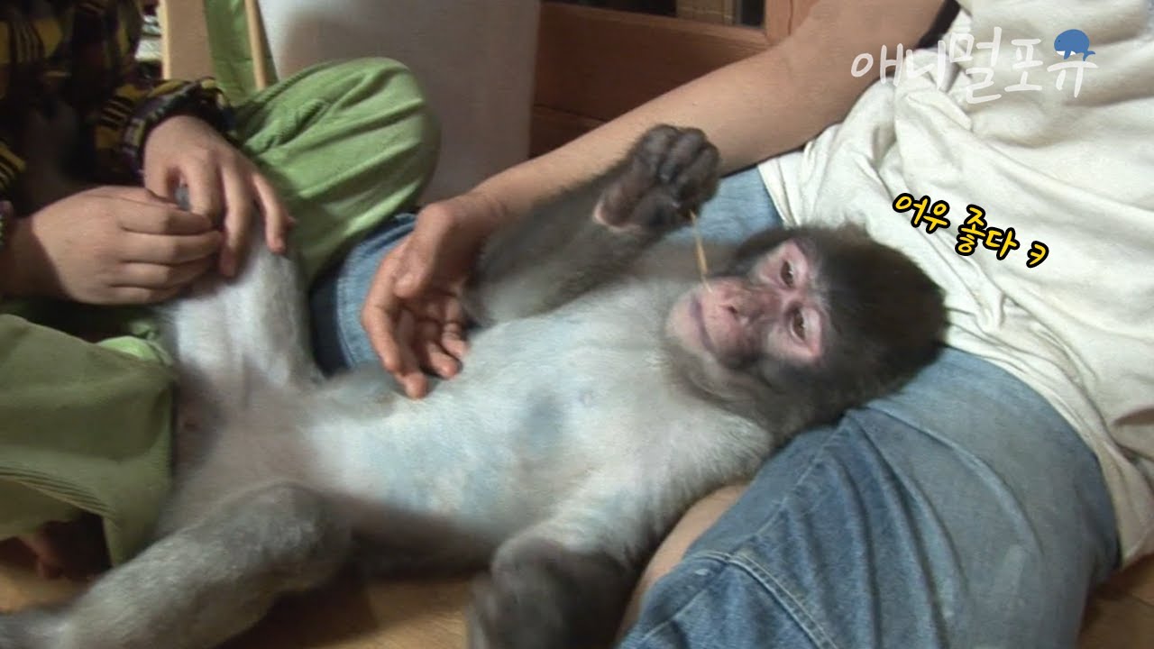겁 많고 소심한 긴팔원숭이와 난폭하고 과격한 일본원숭이가 한 지붕에서 살면... 🐒｜KBS 생생정보통 100527 방송