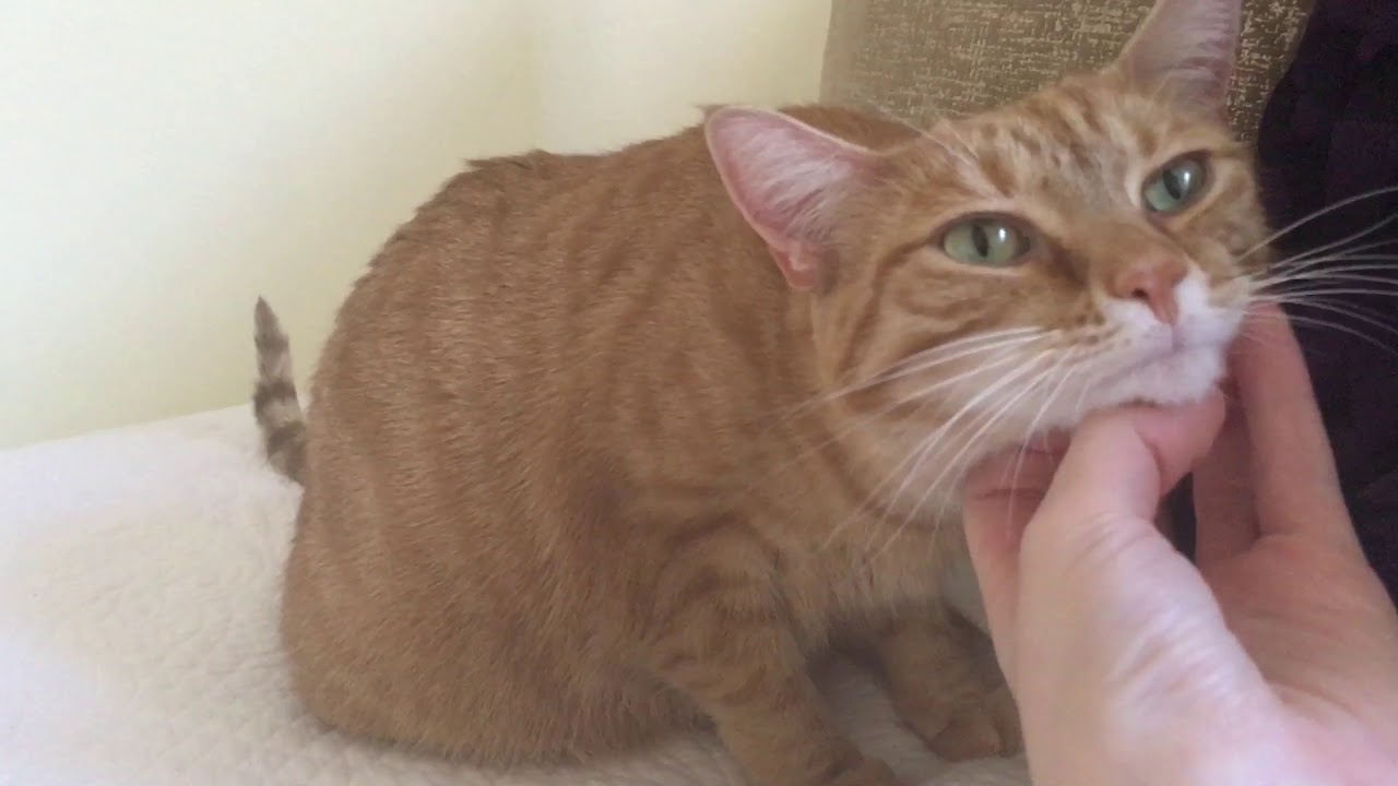 My Weird Pillow Licking Cat Mya