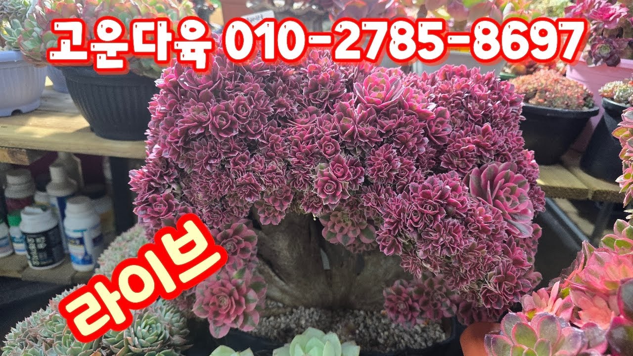 💥[3월 10일 라이브]고운다육 010-2785-8697(카드가능) 군생맛집~♡