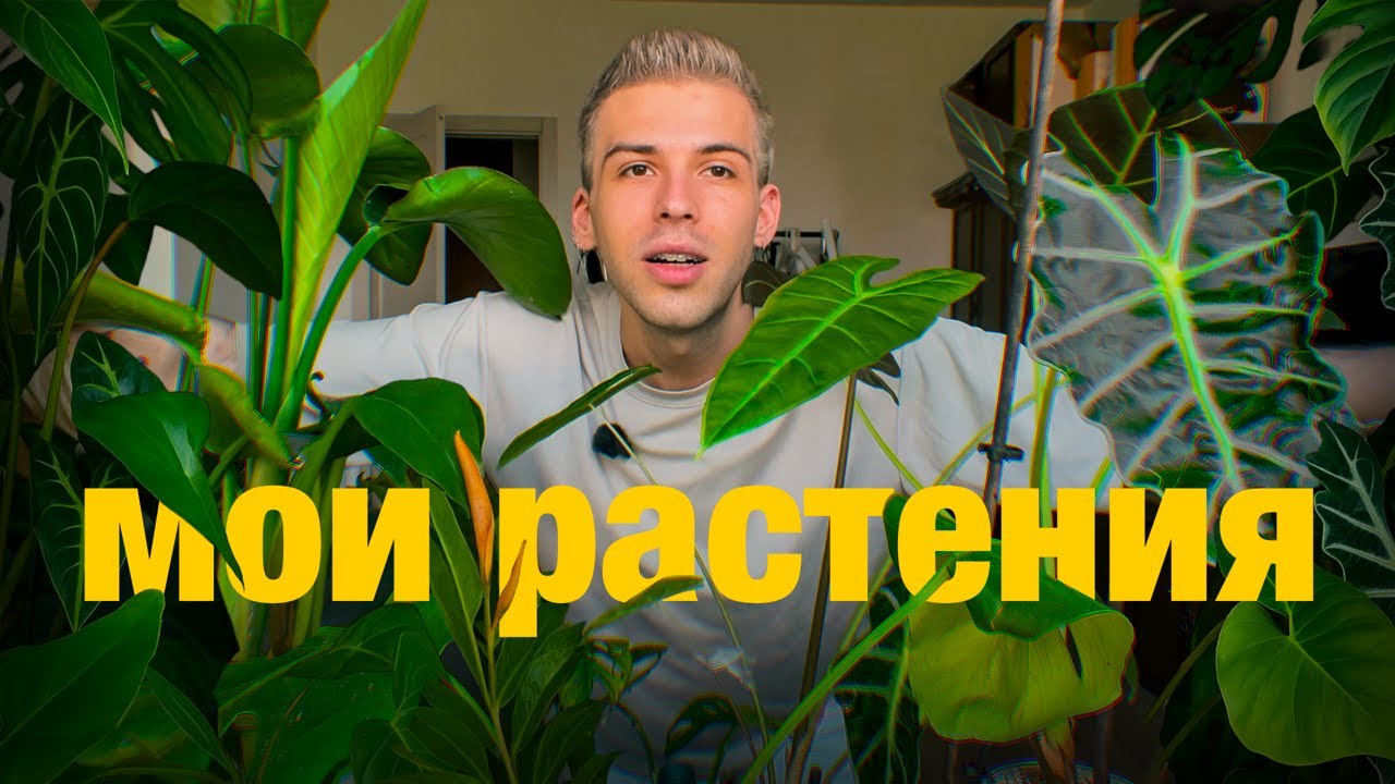МОИ КОМНАТНЫЕ РАСТЕНИЯ | обзор КОЛЛЕКЦИИ, пересадка и покупка редких филодендронов | новая ТЕПЛИЧКА