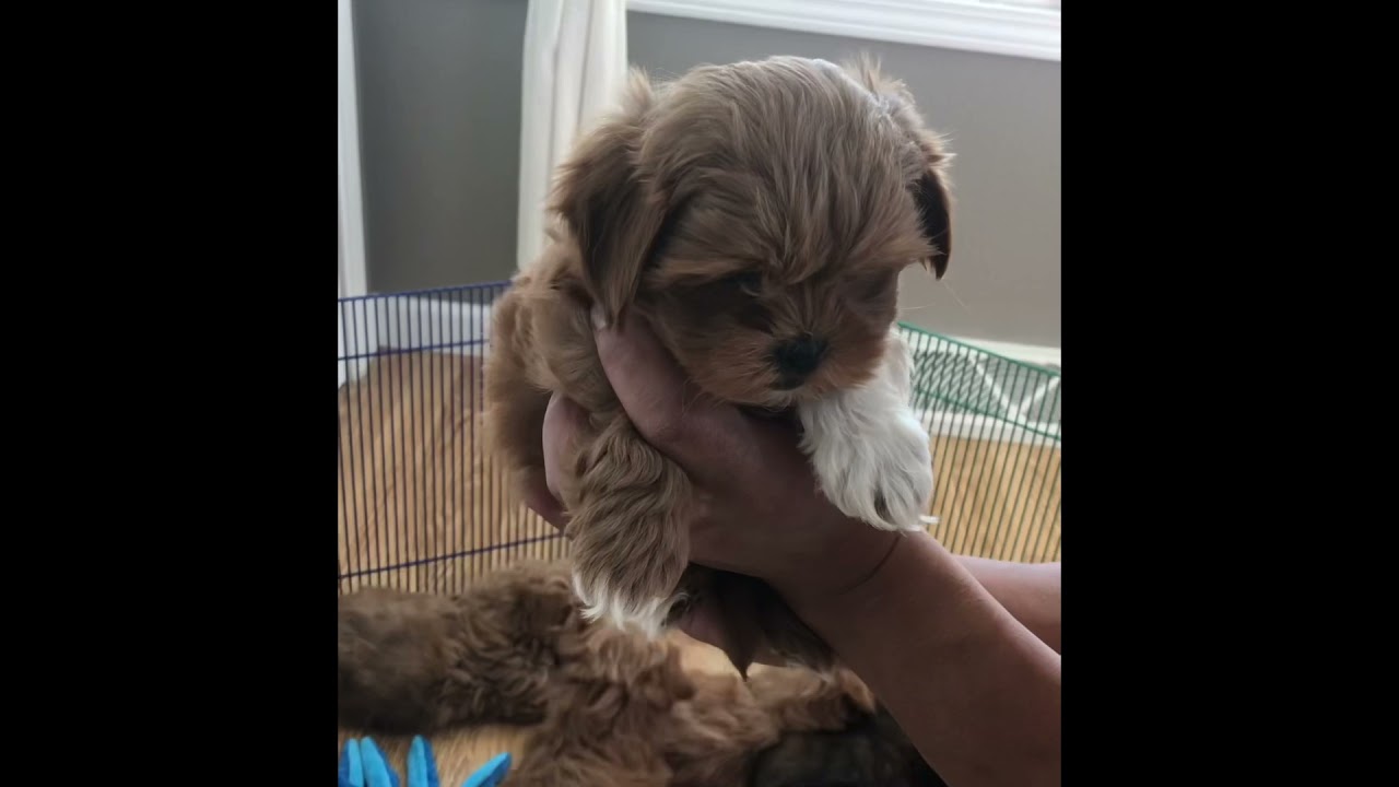Shihpoo Puppies at 8 weeks