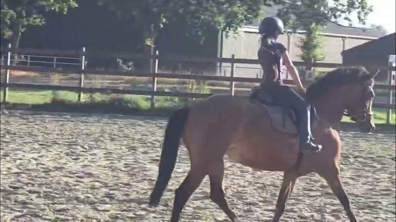 SPARQ Sport Pony Auction | Hoeve de Lind&rsquo;s Toringo Tina 