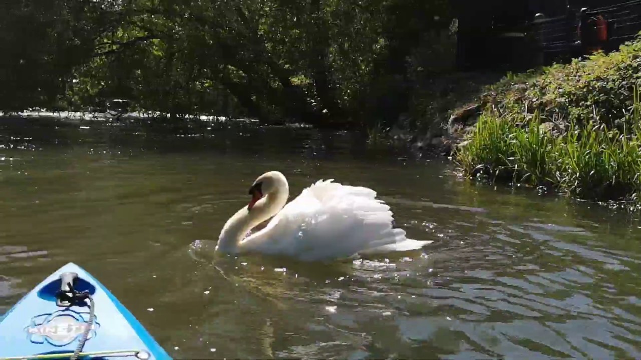 An afternoon paddling on the Gloucestershire  River Frome.