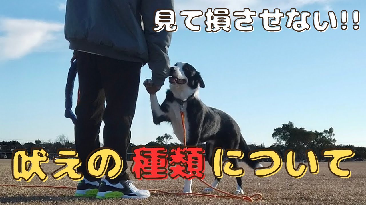 現役ドッグトレーナーが全力で教える吠え種類、調べ方!!