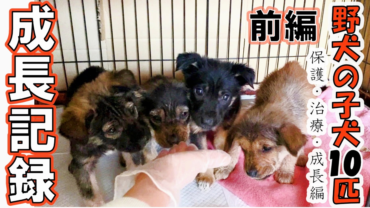 【子犬10匹　保護】野犬の群れの子犬１０匹を保護した成長記録　【前編 】