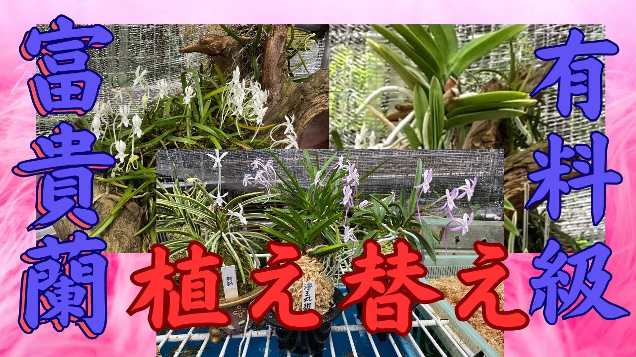 富貴蘭　植替え　らん　ラン　園芸ネット