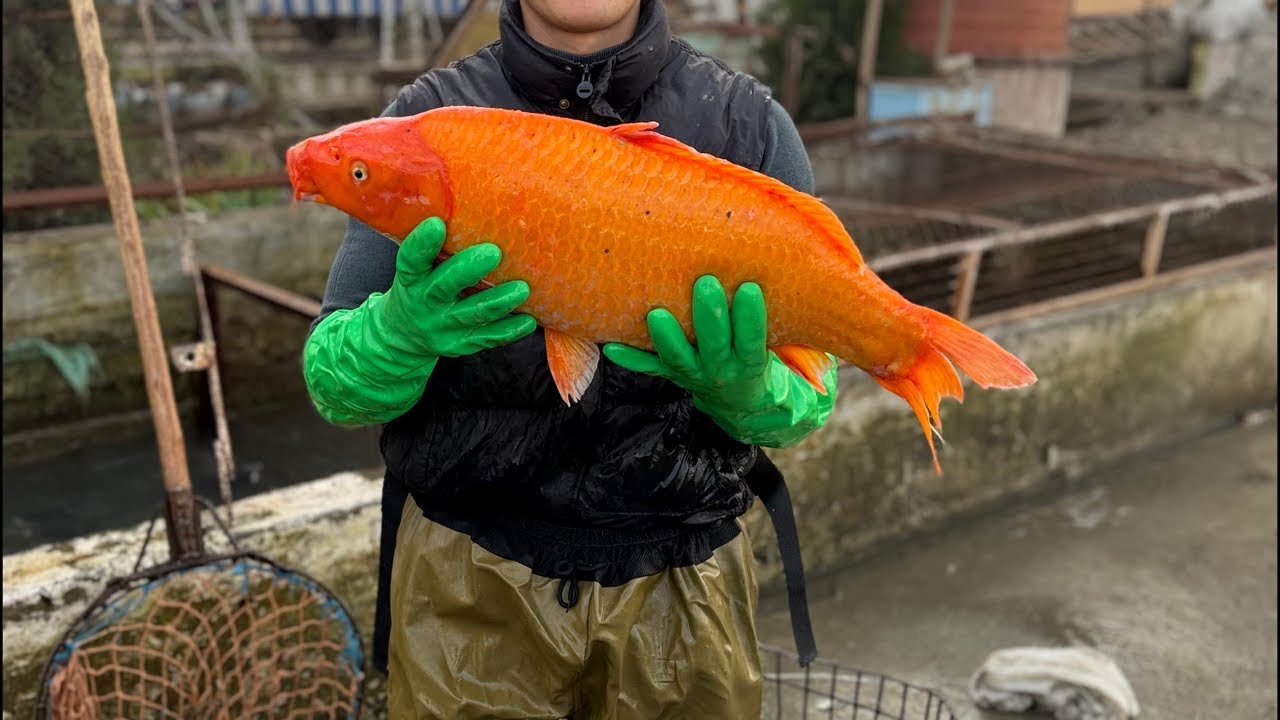 Star_fishss в прямом эфире! ozbekistonda baliq ombor borligini bilarmidingiz