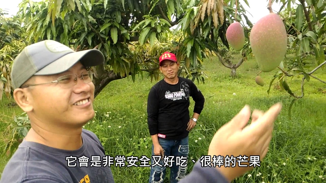 台南歸仁芙園農場 - 謝丙寅 - 芒果達人