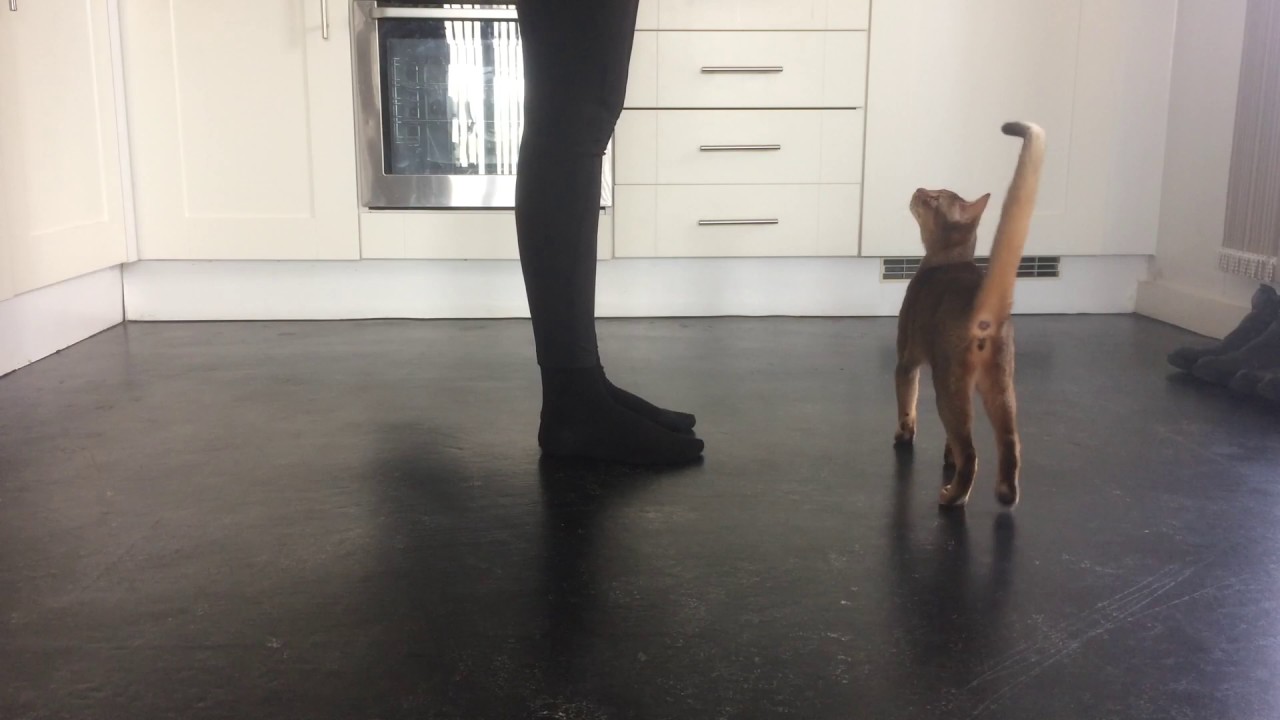Clever cat doing tricks
