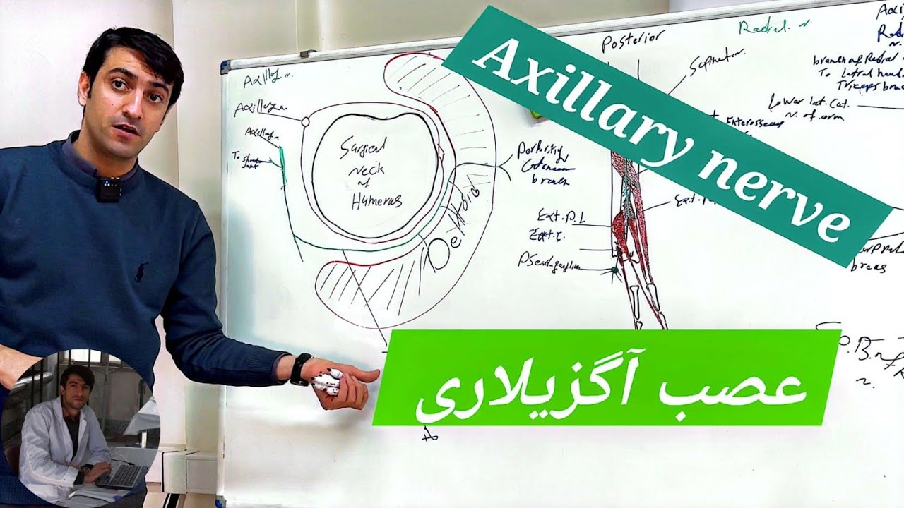 Axillary Nerve Anatomy | آناتومی عصب آگزیلاری و اهمیت بالینی