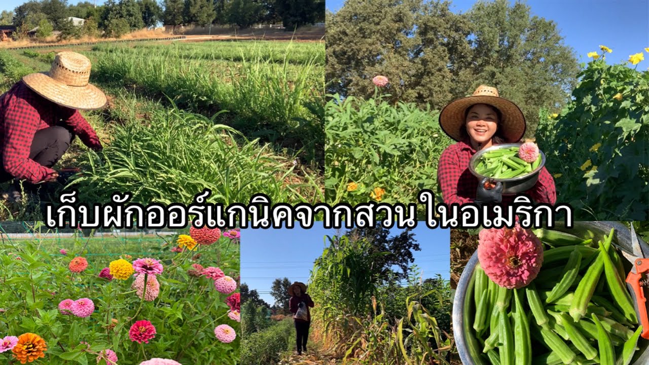 EP.193 เก็บผักสดๆออร์แกนิคจากสวนในอเมริกา ข้าวโพดข้าวเหนียวรอบสุดท้าย ถั่วฝักยาวมีเยอะมาก