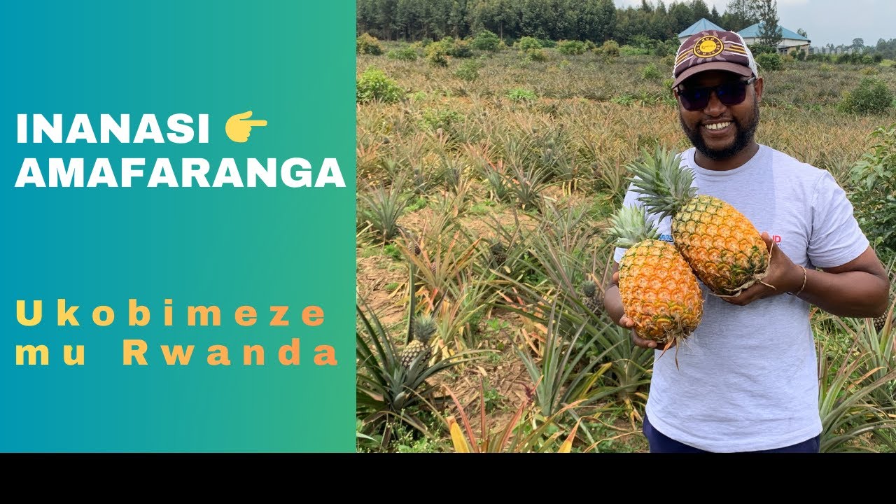 ⭐🎥Reba umusaruro w’ininasi mbere yo gutangira kuzihinga💪🍍