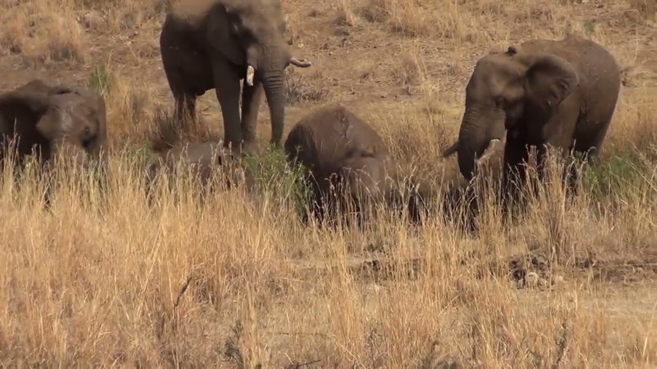 EEG - ©Elephant Reintegration Trust - Rewilding 2015 Video 2 - ZA Elephants Gaining Autonomy